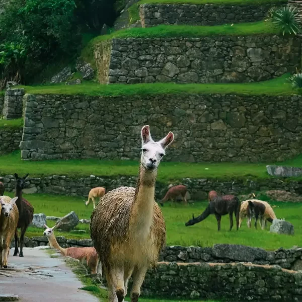 Machu Picchu Luxury Tours Photo